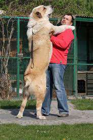 American Bully – Neue Einstufung als gefährlicher Hund in Braunschweig-Beitrag-Bild