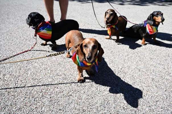 Große Dackel-Parade in Regensburg geplant - Was denkt ihr?-Beitrag-Bild