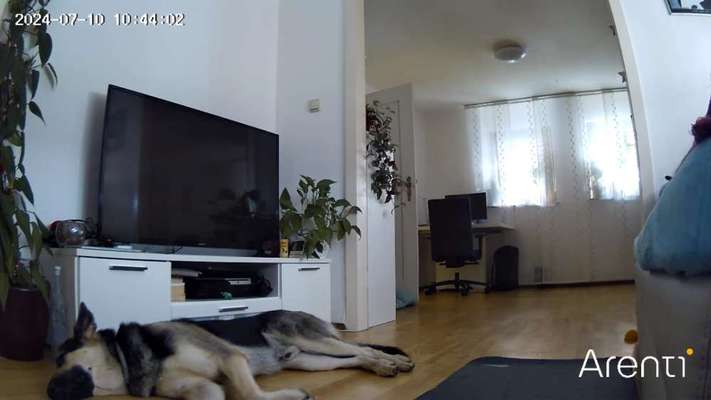 Hund alleine lassen? Jobs Homeoffice?-Beitrag-Bild