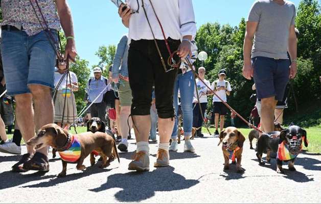 Große Dackel-Parade in Regensburg geplant - Was denkt ihr?-Beitrag-Bild