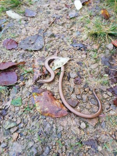 Hund alleine lassen? Jobs Homeoffice?-Beitrag-Bild