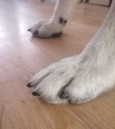 Dunkle Krallen schneiden-Beitrag-Bild