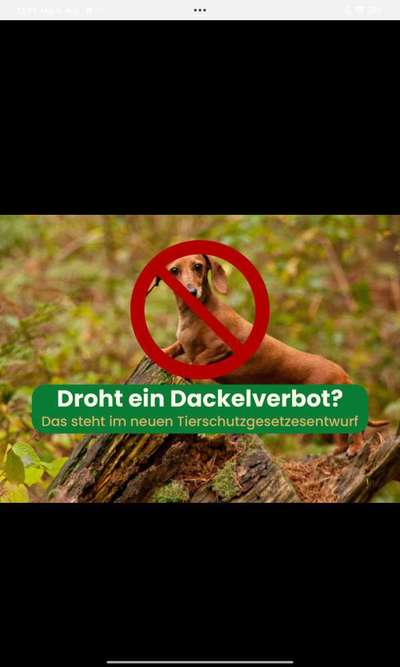 Große Dackel-Parade in Regensburg geplant - Was denkt ihr?-Beitrag-Bild