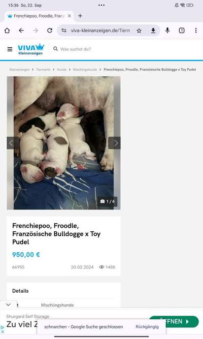 Brachycephale Hunderassen-Beitrag-Bild