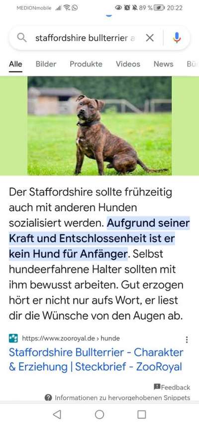 Listenhunde-Beitrag-Bild
