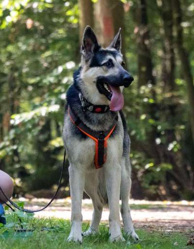 Deutsche Schäferhunde, Belgische Schäferhunde.-Beitrag-Bild