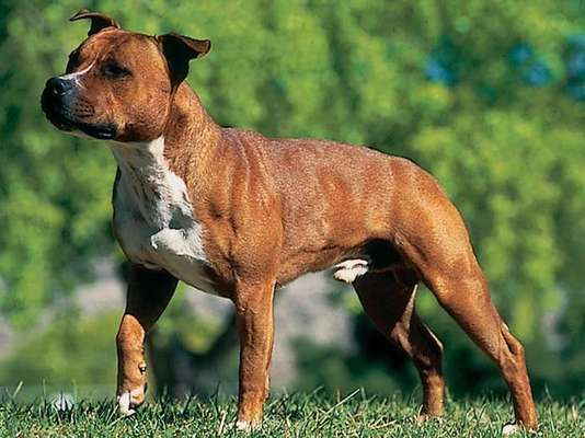 Listenhunde-Beitrag-Bild