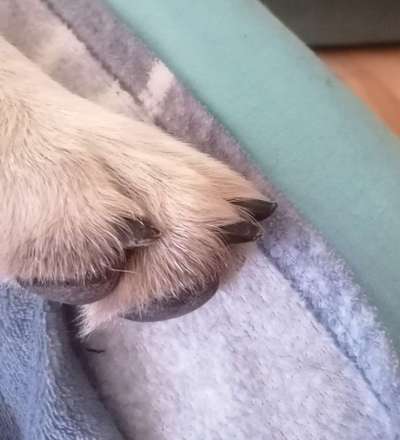 Dunkle Krallen schneiden-Beitrag-Bild