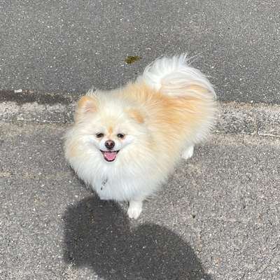 Hundetreffen-Pomeranian Treff-Bild