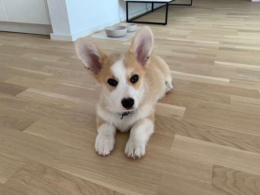 Corgis und ihre persönlichen Hofangestellten-Beitrag-Bild