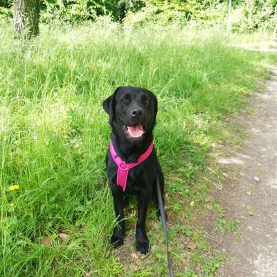 Hundetreffen-Spielrunde-Bild
