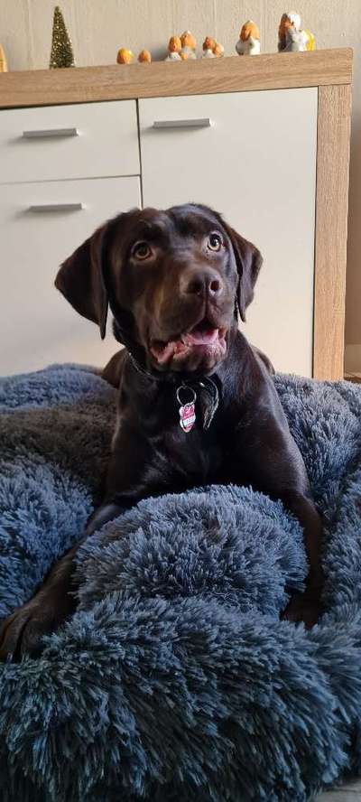 Dogorama Photo Challenge - Portrait-Beitrag-Bild