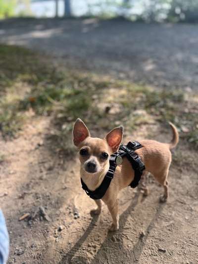 Hundetreffen-Socialwalk :)-Bild