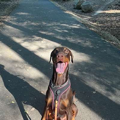 Hundetreffen-Playdate Hundewiese Kessenich-Bild