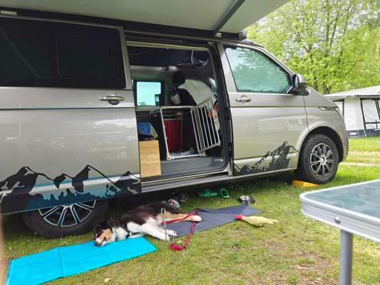 Hundetransport VW Bus EU, Box, Geschirr oder Alternativen?-Beitrag-Bild