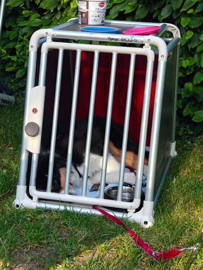 Hundetransport VW Bus EU, Box, Geschirr oder Alternativen?-Beitrag-Bild