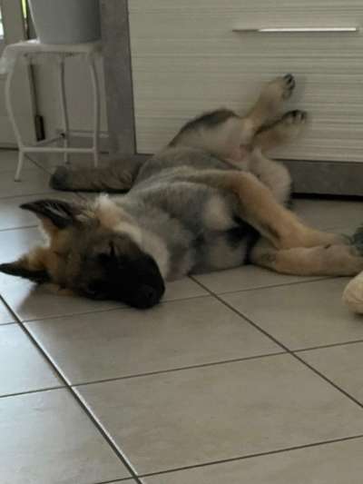 Alles rund um den Schäferhund, diskutieren erwünscht.-Beitrag-Bild