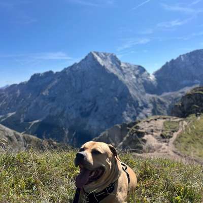 Hundetreffen-Spieltreffen-Bild