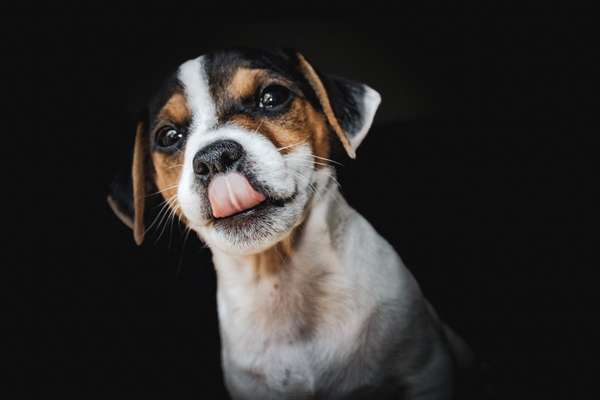 Jack Russell Terrier-Beitrag-Bild