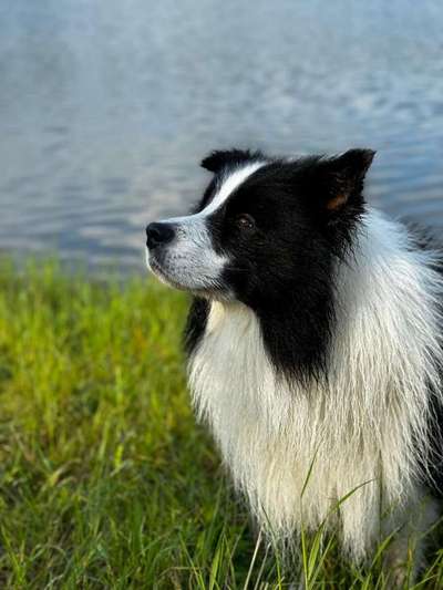 Wie kamst du zu deinem Hund?-Beitrag-Bild