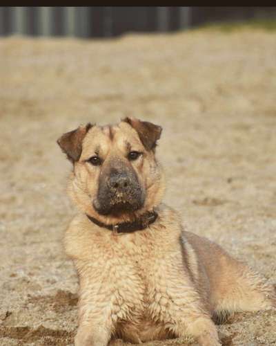 Dogorama Photo Challenge - Tierischer Urlaub-Beitrag-Bild