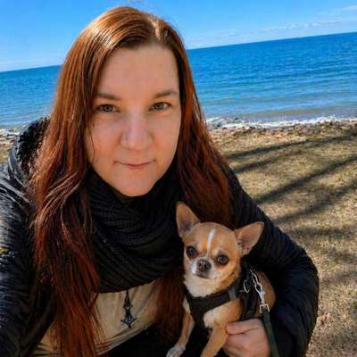 Hundetreffen-Spaziergang mit kleinen erwachsenen Hunden-Bild