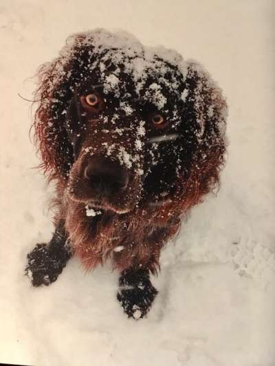 Dogorama Photo Challenge - Es wird nochmal kalt!-Beitrag-Bild