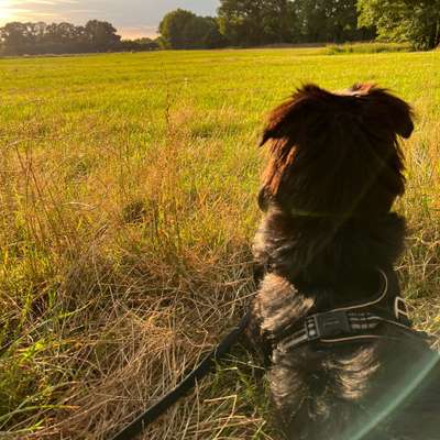 Hundetreffen-Spiel- und Trainingspartner gesucht-Bild