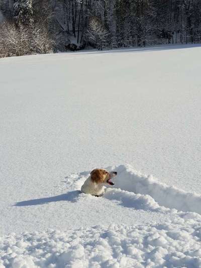 Die Dogorama-Wochen-Challenge "Die schönste Grimasse"-Beitrag-Bild