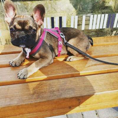 Welpen Bilder !-Beitrag-Bild