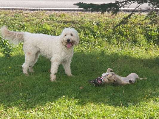 Dogorama Photo Challenge - Spielgesicht-Beitrag-Bild