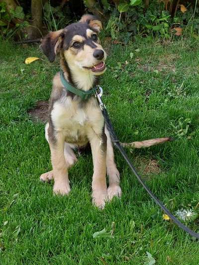 Wie kamst du zu deinem Hund?-Beitrag-Bild