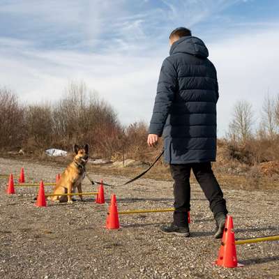 %{de_profession_title}-Junghundekurs-Bild