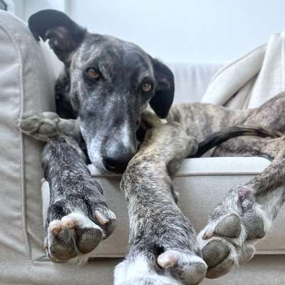Hundetreffen-Suchen Galgos aus Hamburg, gerne südlich.