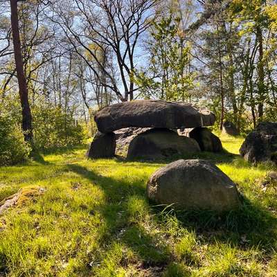 aktuelles Foto Gruppe Hunde aus dem Tierschutz