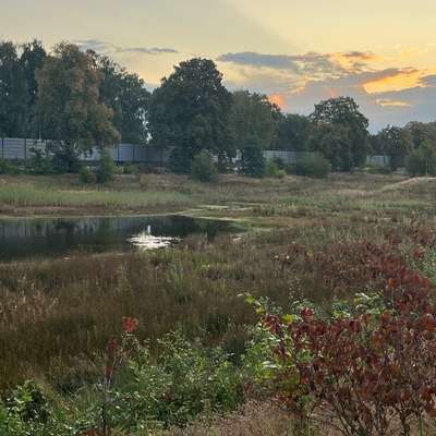 Hundetreffen-Hundetreff Landwehrviertel Eversburg-Bild