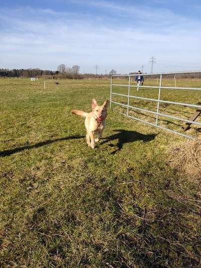 Die Dogorama Monats Challenge "Es grünt und blüht"-Beitrag-Bild