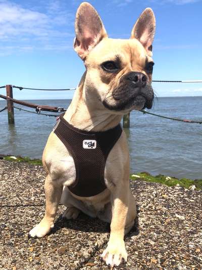 Dogorama-Monats-Challenge-Mai "Wasser"-Beitrag-Bild