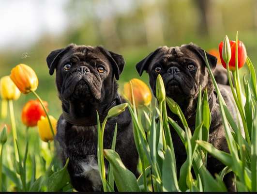 Hundetreffen-Treffen in Wildeshausen im Hundeauslauf-Bild