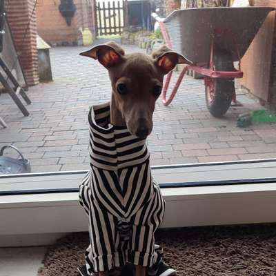 Hundetreffen-Windhund treffen in Xanten-Bild