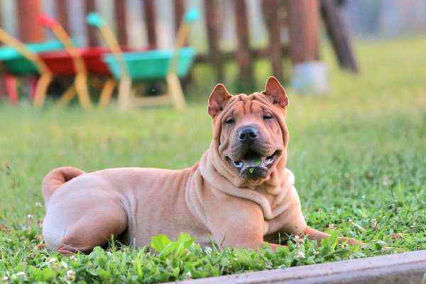 Wie kamt ihr auf die Rasse eures Hundes?-Beitrag-Bild