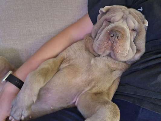 Mögen eure Hunde mit euch zu chillen?-Beitrag-Bild