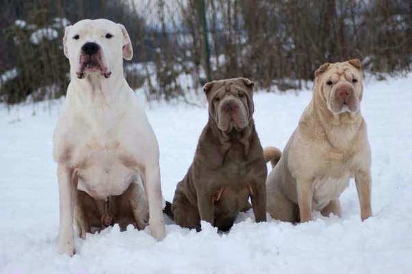 Listenhund/Kampfhund-Beitrag-Bild