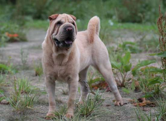 TierschutzhundeStammtisch🐕-Beitrag-Bild