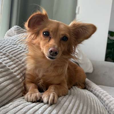 Hundetreffen-Spiel- oder Gassifreund gesucht-Bild