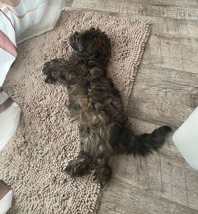 Havaneser dabei?:)-Beitrag-Bild