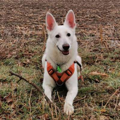 Hundetreffen-Freunde finden-Bild