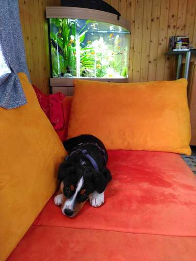 Welpen Bilder !-Beitrag-Bild