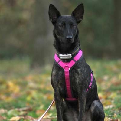 Hundetreffen-Spielpartner  |  Gassirunden-Bild