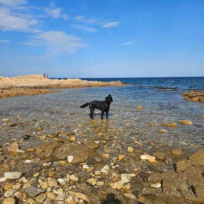 Sardinien mit Hund: Karibik-Traum oder Urlaubs-Enttäuschung? 🌊🐾-Beitrag-Bild